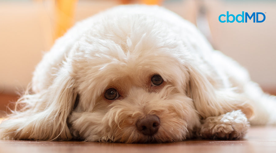 pueden los humanos contraer gusanos de perro