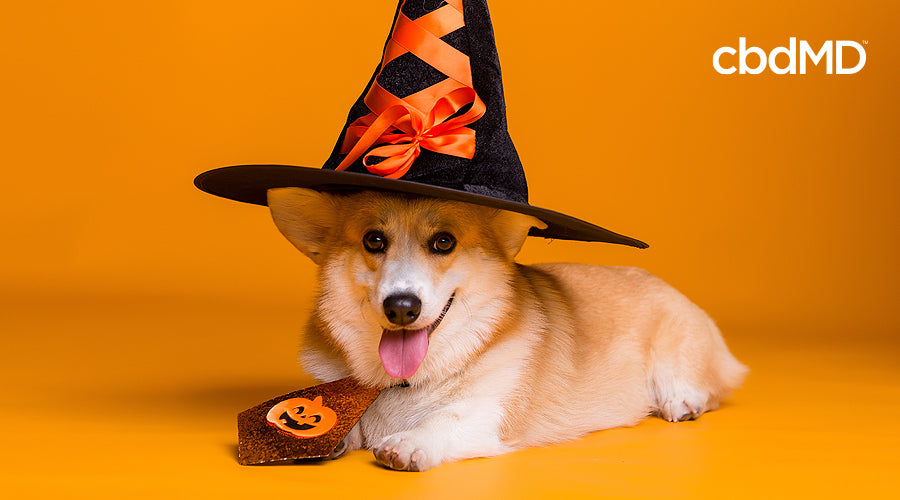 Halloween Pet Safety: Tips To Keep Your Pets Safe | CbdMD