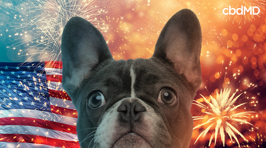 How to Calm Down Dogs Stressed by 4th of July Fireworks