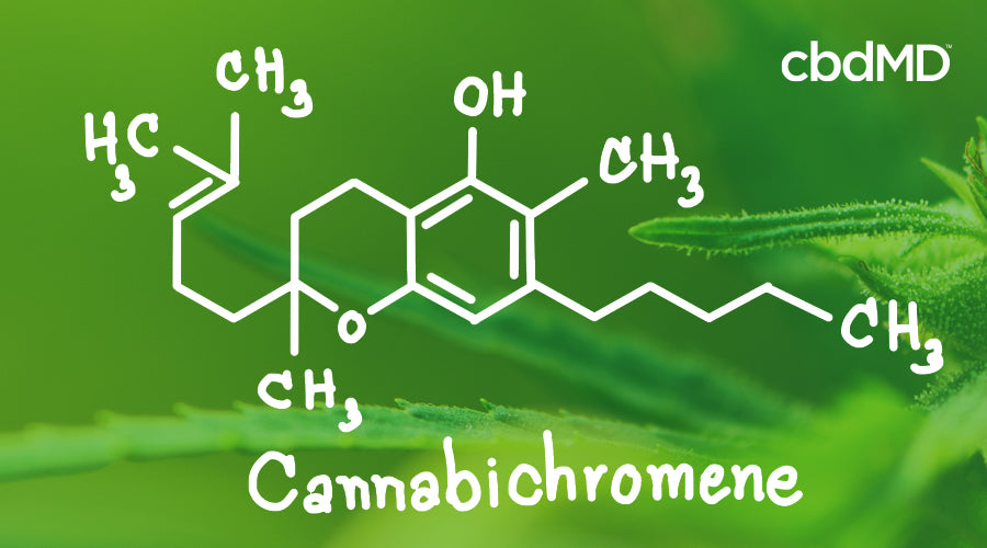 What Is Cannabichromene (CBC)? Explore The Benefits | CbdMD