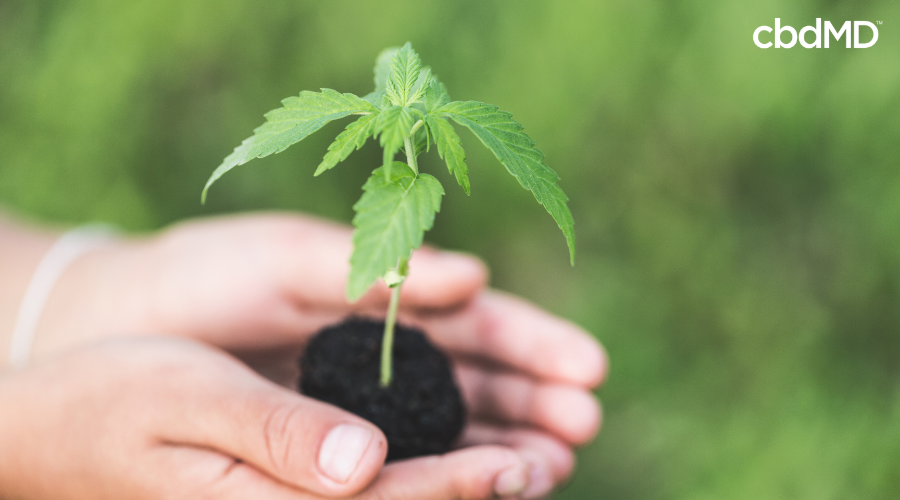 The Future Of Hemp: A Path Toward Sustainability 